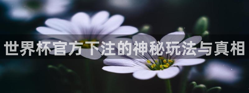 世界杯预选赛赛程：世界杯官方下注的神秘玩法与真相