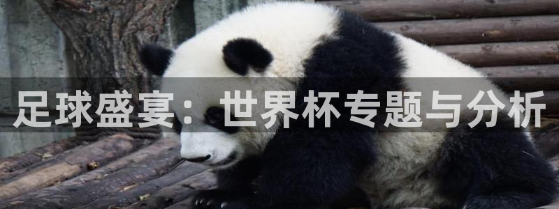 世界杯欧洲预选赛：足球盛宴：世界杯专题与分析
