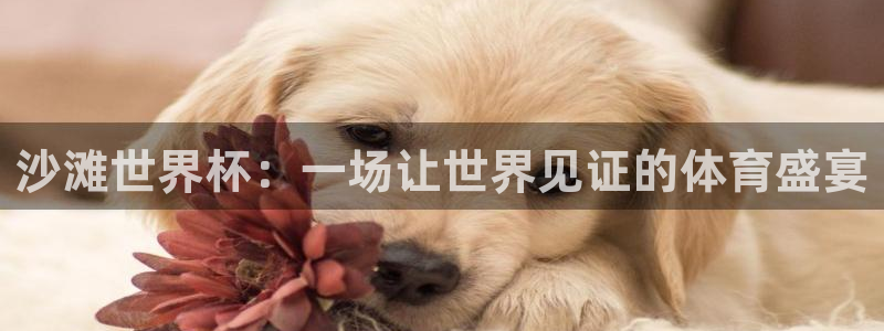 2026世界杯直播免费观看：沙滩世界杯：一场让世界见证的体育盛宴